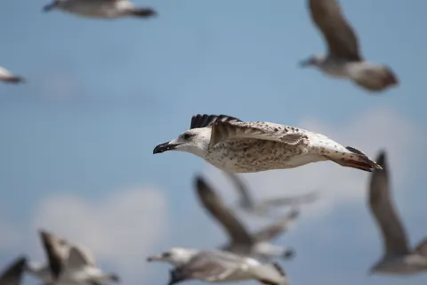 Flying Eagle 4K Wallpaper · birds · 3840×2560