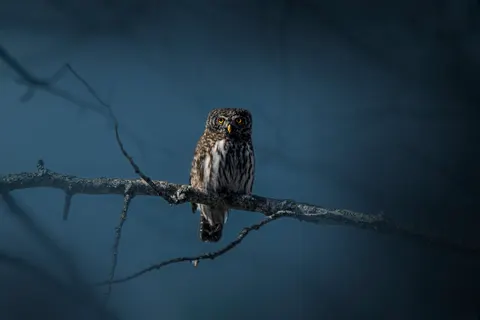 Owl Portrait 4K Wallpaper · birds · 3840×2560