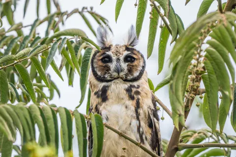 Owl Portrait 4K Wallpaper · birds · 3840×2560