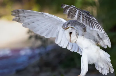 Owl Portrait 4K Wallpaper · birds · 3840×2529