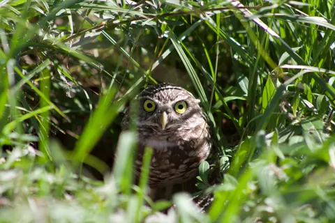 Owl Portrait 4K Wallpaper · birds · 3840×2560