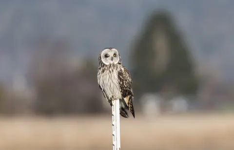 Fond d'écran Portrait de hibou 4K · birds · 3840×2467