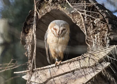 Owl Portrait 4K Wallpaper · birds · 3840×2742