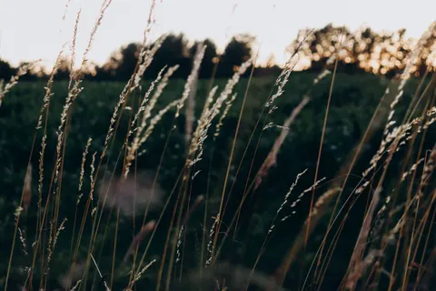 Ländliches Feld 4K Hintergrundbild · nature · 3840×2560