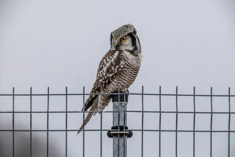 Owl Portrait 4K Wallpaper · birds · 3840×2560