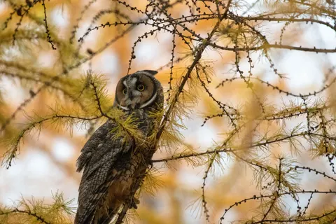 Owl Portrait 4K Wallpaper · birds · 3840×2560