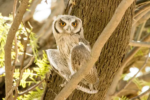 Owl Portrait 4K Wallpaper · birds · 3840×2560
