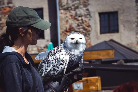Owl Portrait 4K Wallpaper · birds · 3840×2560