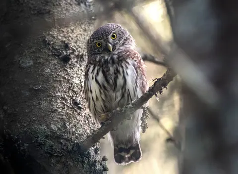 Owl Portrait 4K Wallpaper · birds · 3840×2816