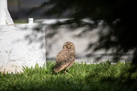 Owl Portrait 4K Wallpaper · birds · 3840×2560
