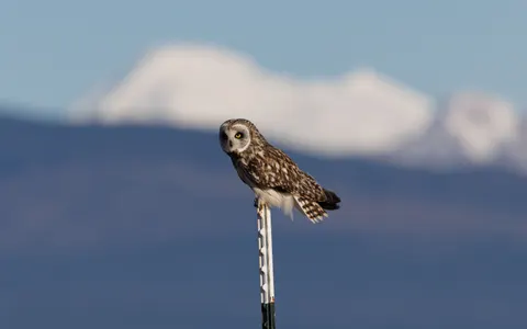 Owl Portrait 4K Wallpaper · birds · 3840×2406