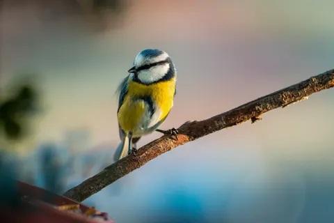 Kingfisher Bird 4K Wallpaper · birds · 3840×2560