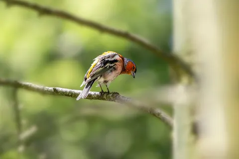 Kingfisher Bird 4K Wallpaper · birds · 3840×2560