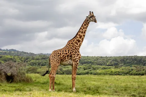 Sfondo Giraffa 4K · animals · 3840×2560