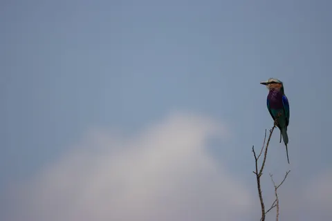 Kingfisher Bird 4K Wallpaper · birds · 3840×2560