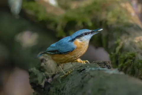 Kingfisher Bird 4K Wallpaper · birds · 3840×2560