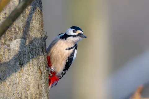 किंगफ़िशर पक्षी 4K वॉलपेपर · birds · 3840×2560