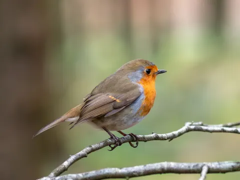 Hình nền Chim bói cá 4K · birds · 3840×2880
