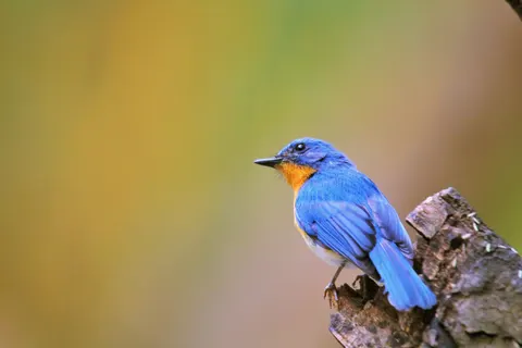 والپیپر مرغ ماهی‌خوار با کیفیت 4K · birds · 3840×2560
