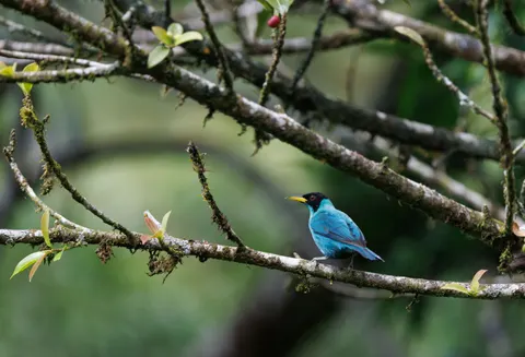 Fond d'écran Martin-pêcheur 4K · birds · 3840×2622