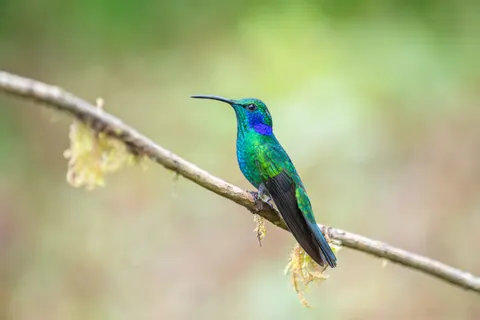 Kingfisher Bird 4K Wallpaper · birds · 3840×2560