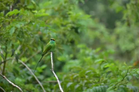 Обои Зимородок 4K · birds · 3840×2560