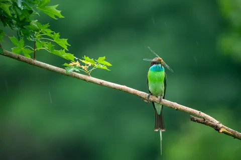 Kingfisher Bird 4K Wallpaper · birds · 3840×2561