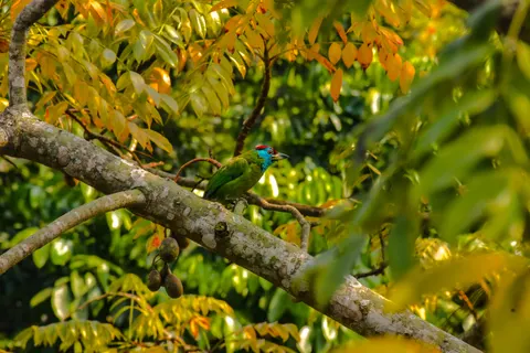 Kingfisher Bird 4K Wallpaper · birds · 3840×2560
