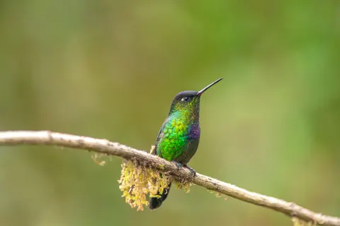Kingfisher Bird 4K Wallpaper · birds · 3840×2560