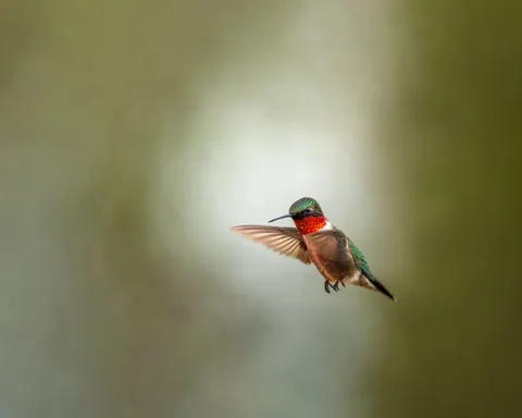 Kingfisher Bird 4K Wallpaper · birds · 3840×3072