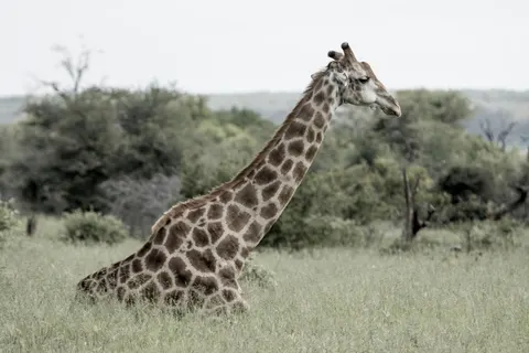 Giraffe 4K Wallpaper · animals · 3840×2560