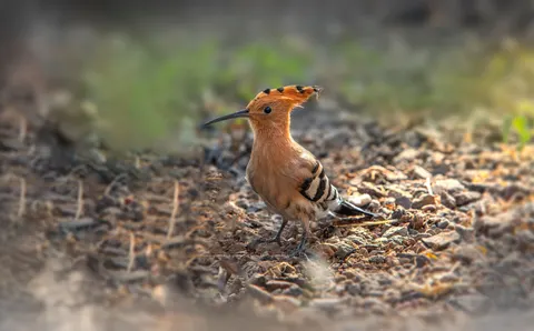 Tapeta Zimorodek 4K · birds · 3840×2389