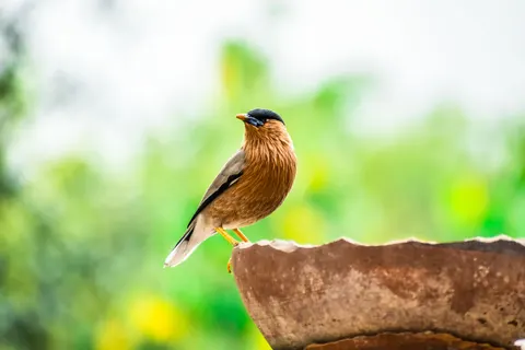 Kingfisher Bird 4K Wallpaper · birds · 3840×2560