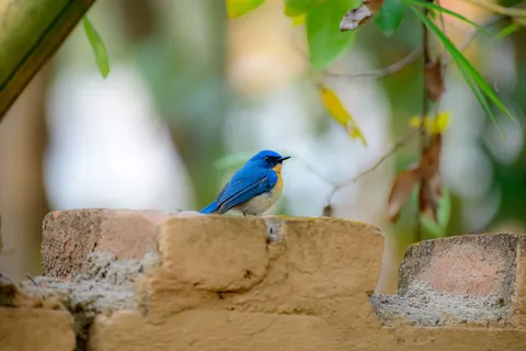 Kingfisher Bird 4K Wallpaper · birds · 3840×2560