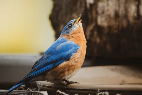 Kingfisher Bird 4K Wallpaper · birds · 3840×2560