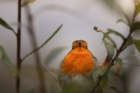 Sfondo Martin pescatore 4K · birds · 3840×2560