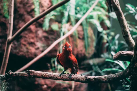 Fond d'écran Martin-pêcheur 4K · birds · 3840×2560