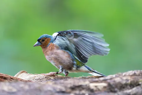 Kingfisher Bird 4K Wallpaper · birds · 3840×2560