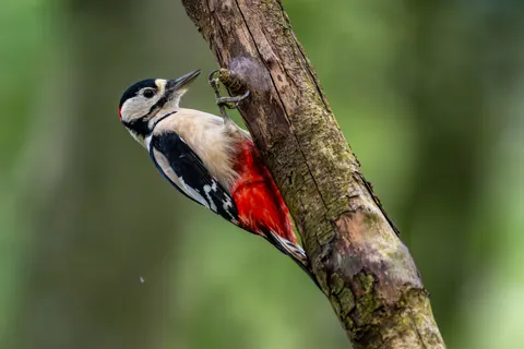 Kingfisher Bird 4K Wallpaper · birds · 3840×2560