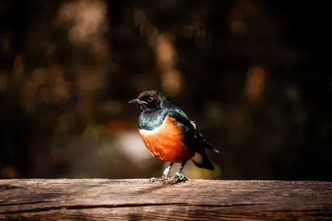 Обои Зимородок 4K · birds · 3840×2560