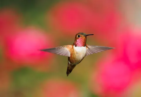 Kingfisher Bird 4K Wallpaper · birds · 3840×2638