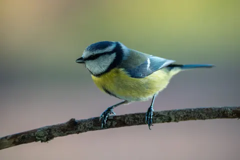 किंगफ़िशर पक्षी 4K वॉलपेपर · birds · 3840×2560