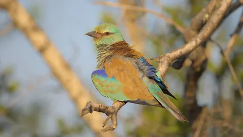 والپیپر مرغ ماهی‌خوار با کیفیت 4K · birds · 3840×2160