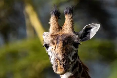 Sfondo Giraffa 4K · animals · 3840×2560