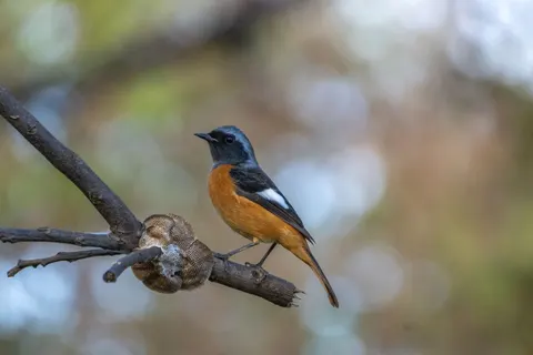 Kingfisher Bird 4K Wallpaper · birds · 3840×2560