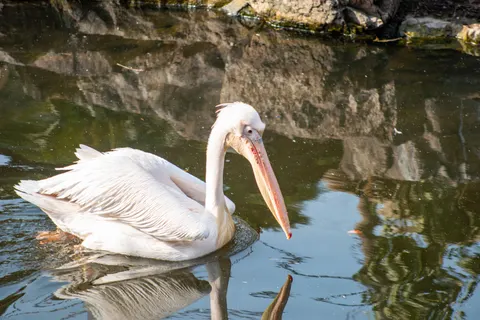 Flamingo Flock 4K Wallpaper · birds · 3840×2563