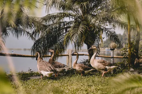 Flamingo Flock 4K Wallpaper · birds · 3840×2560