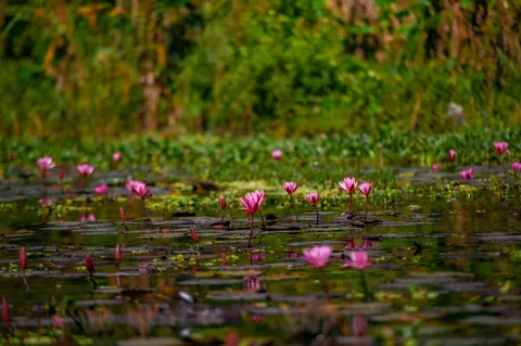 Tapeta Stado flamingów 4K · birds · 3840×2555