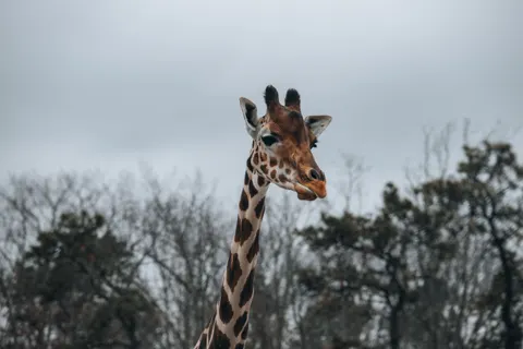 والپیپر زرافه با کیفیت 4K · animals · 3840×2560