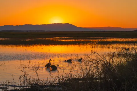 Flamingo Flock 4K Wallpaper · birds · 3840×2561